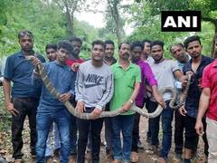 
      
      Odisha: Snake helpline members rescue rare 11 feet long snake 
      
      