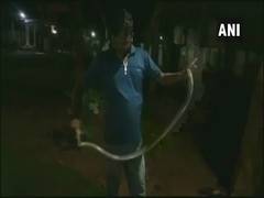 
      
      Copper-headed trinket snake rescued in Odisha's Mayurbhanj
      
      
