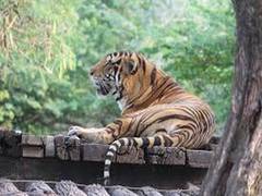 
      
      Odisha: Guidelines for reopening of zoo, deer parks issued,...
      
      