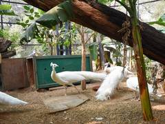 
      
      Inner Wheel Club adopts white peacock in Hyderabad's Nehru zoo
      
      