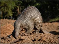 
      
      COVID-19 and the true cost of wildlife exploitation
      
      
