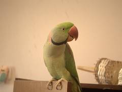 
    Pet parrot's scream calls for help from cops
    