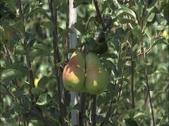 
      
      Sher-e-Kashmir University introduces high-density pears
      
      