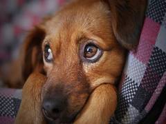 
    Choosing the perfect pooch - a tricky decision
    