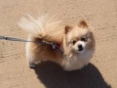 
    Online daters swipe more for pets than for their owners, finds study 
    