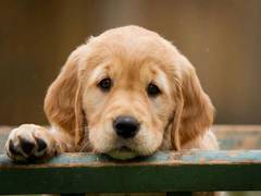 
      
      Animal activists slam online sale of pets in "lucky bags" in China
      
      