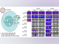 
      
      First clinical trial of anticancer drug 'CAR-T' is underway...
      
      