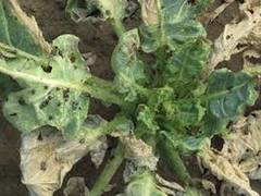 
      
      How plants cope with stress and damage?
      
      