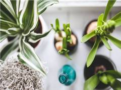 
    Millennial demand for upbringing plants at home is pretty high: Study
    