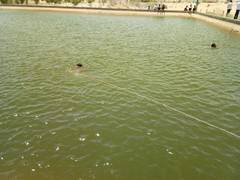 
      
      Rajasthan: Woman, 3 children drown in pond in Bikaner district
      
      