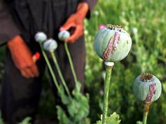 
      
      Afghanistan: Opium production rising under Taliban regime
      
      