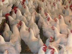 
      
      COVID-19 jolts poultry industry in Q4 FY20, de-growth of 4 to...
      
      