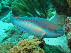 
      
      Fishing practices can majorly affect coral reef health,...
      
      