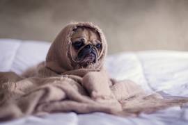 
    Dogs tend to mirror their owner's stress
    