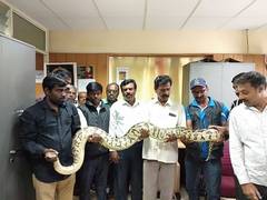 
      
      Karnataka: 12-ft long python rescued in Bengaluru
      
      