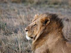 
      
      Pakistani man unleashes pet lion on electrician seeking wages
      
      