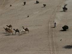 
      
      Australia to kill thousands of camels amid wildfires
      
      