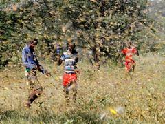 
      
      UN warns Africa's ongoing locust crisis could become 'major...
      
      