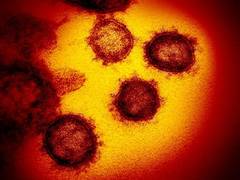 
      
      4 more test positive for COVID-19 in Lucknow
      
      