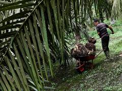 
    19 plantation workers abducted in Cameroon
    