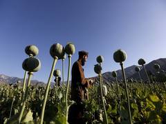 
      
      Afghan drug menace might worsen as Taliban indicate...
      
      
