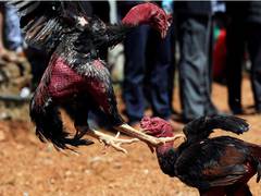 
      
      Chhattisgarh: Chicken fights can be new trap by Naxals for...
      
      