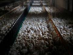 
      
       Amid coronavirus scare, chicken sales crash in Hyderabad
      
      