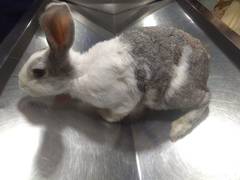 
      
      Rare tumour surgically removed from rabbit’s chest
      
      