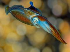 
      
      Squid brains nearly as complex as that of dogs: Study
      
      
