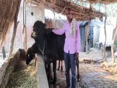 
      
      UP man demands DNA test of buffalo to establish ownership
      
      
