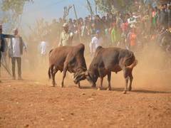 
      
      FIR lodged, 2 held after bull dies during bullfight in Goa
      
      