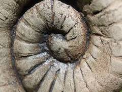 
      
      World's oldest bamboo fossil discovered to be a conifer
      
      