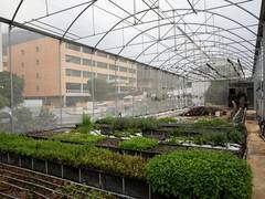 
      
      Amid COVID-19, Singapore to fund rooftop farms to increase...
      
      