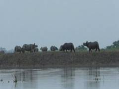 
      
      Assam: Floods threaten wildlife at Kaziranga National Park
      
      