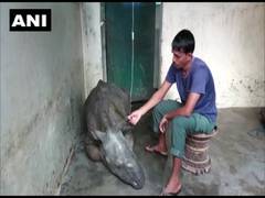 
      
      Assam: Rhino calf rescued on August 15 dies
      
      
