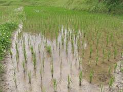 
      
      Japan preserves its legacy of traditional rice farming for...
      
      