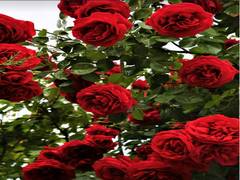 
    Older adults who can distinctively smell roses may have lower risk of dementia, study explains
    