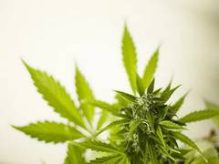 
    Study highlights need to screen people over-50s for cannabis use
    