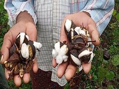 
      
      Cotton farmers suffer damages due to cyclone Nivar
      
      