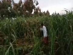 
      
      Locusts leave behind trail of destruction in Uttar Pradesh's...
      
      