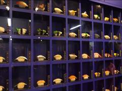 
      
      Various colours of Japanese culture providing an enriching...
      
      