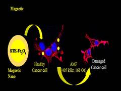 
      
      Stevioside can increase efficiency of cancer therapy using...
      
      