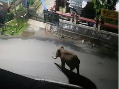 
      
      As humans stay indoors, wild animals reclaiming streets in...
      
      