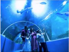 
      
      Underwater Tunnel, VGP Marine Kingdom becomes largest...
      
      