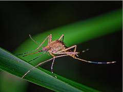
    Tanzania vows to eliminate malaria by 2030 
    