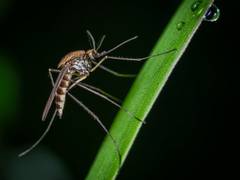 
      
      Mosquito vision could help in hiding from disease vectors: Study
      
      