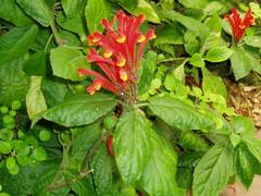 
      
      Secrets of Chinese medicinal mint unlocked
      
      