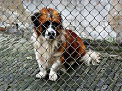 
      
      Regular sleepovers reduce stress in shelter dogs
      
      