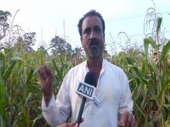 
      
      K'taka: Farmer finds unique, low-cost method to save crops...
      
      