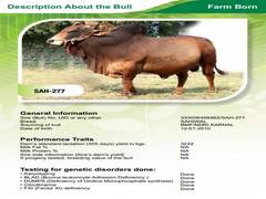 
      
      MP Animal Husbandry Dept compiles bulls' 'matrimonial' data...
      
      